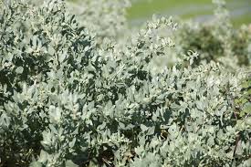 Image result for Atriplex