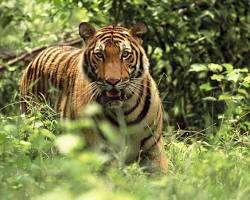 Bengal Tiger