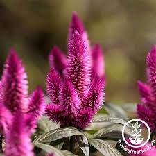 How To Grow Crazy Colorful Celosia Flowers Gardener S Path
