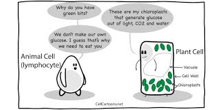 Maybe you would like to learn more about one of these? Plant Cells And Animal Cells Are Both Eukaryotic Cells Even Though They Have A Lot Of Similarities They Are Different One Of Plant Cell Cell Wall Animal Cell