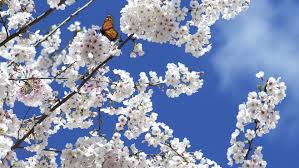 In the city of bonn, germany, there is a row of cherry trees where 300 kanzan trees were planted in the late 1980s. Spring Flowers