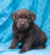 Check spelling or type a new query. Labrador Retriever Puppy For Sale For Sale Adoption From Australian Capital Territory Canberra Metro Adpost Com Cl Labrador Retriever Labrador Puppy Labrador
