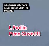 L Pod made history today when they entered into Penn Cove, a location that  the Southern Resident killer whales had bever returned to since the  captures of 1970! #lpod #southernresidentorcas ...