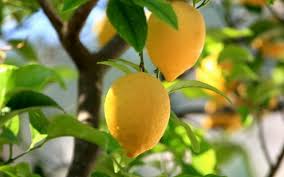 The fresh, clean scent of lemon trees, a sophisticated aesthetic, and delicious . Preview Lemon Wallpaper 1920x1200 Wallpaper Teahub Io