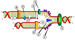 The character of dna replication worksheet answer key in studying. Dna Replication Labeling Diagram Quizlet