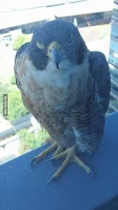 Birds Outside My Window Meme Spotted This Guy Sitting Outside My Window 24 Levels Up With Images Animals Birds Best Funny Pictures
