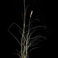 Image result for Enneapogon pretoriensis