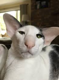 pin by inna on koshki i sobaki porodistye znamenitye cute baby animals cute cats oriental shorthair cats