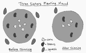 I saw you mentioned 4×6′. Https Extension Uga Edu Content Dam Extension Programs And Services School Gardens Documents 4 Historical Creating A Three Sisters Garden Pdf