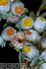 Image result for Helichrysum argyrosphaerum