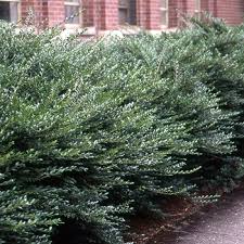 Image result for Lonicera confusa