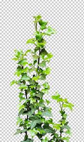 123clipartpng provides you with fresh green leafy vine leaves, vine clipart, fresh, green vine png image and png, psd, icons, and vectors. Vine Plant Png Clipart Branch Clip Art Deviantart Evergreen Flowerpot Free Png Download