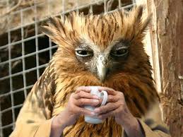 Birds With Human Arms Gallery Of Birds With Human Arms A Quick One Birds Funny Birds Animals