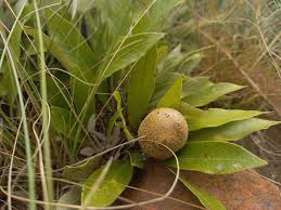 Image result for Parinari capensis