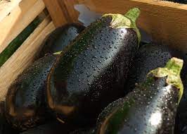Eggplant Planting Growing And Harvesting Eggplants The Old Farmer S Almanac
