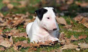 English bull terrier coloring page the english bull terrier coloring page is available for free for you to print or/and color online. Bull Terrier Breed Information