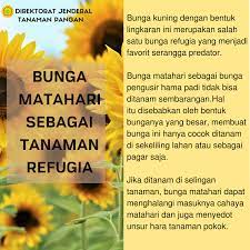 Momen tepat untuk memberikan karangan bunga matahari. Pagi Direktorat Jenderal Tanaman Pangan Kementan Ri Facebook