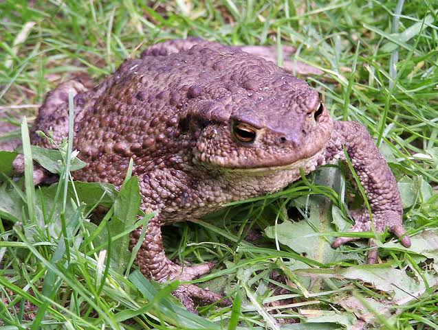 RESPIRATION IN TOAD | Austin Tommy