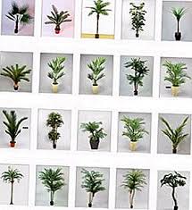 Di sini saya promosikan serba sedikit tentang pokok landskap iaitu pokok doa/bucida/busera.selamat membaca. Senarai Jenis Pokok Palma Yang Paling Biasa Tumbuhan Hiasan Berkembang