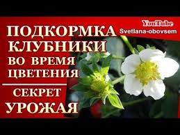 чем подкормить томаты во время цветения и завязывания плодов Klubnika Cvetet Srochno Nado Udobryat Super Udobrenie Recept 2 Vselennaya Uvlesheniy Youtube Klubnika Posadka Klubniki Vyrashivanie Maliny