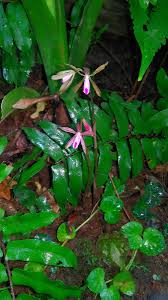 Image result for Nervilia