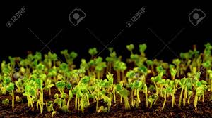 Regular planters or experts on sprouting seeds in a jar mainly use alfalfa sprouts. A Lot Of Bean Sprouts In The Ground In The Process Of Growth Stock Photo Picture And Royalty Free Image Image 138366455