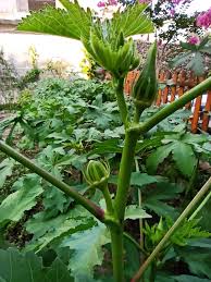 Bahcemden 2020 Bahce