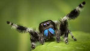 Jumping spiders are not dangerous but shows some exciting features, such as jumping on people many house spiders are killed because of this. Notes From The Lab Jumping Spiders Missoula Butterfly House And Insectarium
