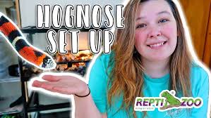 Tricolor Hognose Set Up // Reptizoo Stacking Reptile Enclosures
