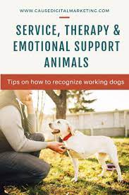 The Difference Between Service Therapy Emotional Support Animals Cause Digital Marketing Pet Businesses Emotional Support Animal Emotional Support
