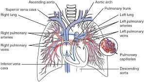 The blood vessels are the components of the circulatory system that transport blood throughout the human body. Chapter 28 Circulatory Pathways Bio 140 Human Biology I Textbook Libguides At Hostos Community College Library