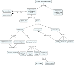 88 a flow chart of the respiratory system