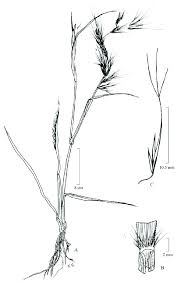 Image result for Aristida rhiniochloa
