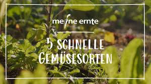 Nachdem sie entschieden haben, welches gemüse in den gemüsegarten soll, geht es nun an die vorbereitung des bodens. Meine Ernte Anfangerfreundlich Gartnern Die 8 Einfachsten Gemusesorten