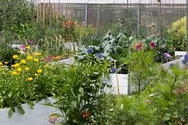 Reading gradina mea de vis is like taking a walk through your own dream garden. GrÄƒdinÄƒ De 100 Mp Cu Legume Ecologice Suficiente Pentru O Familie