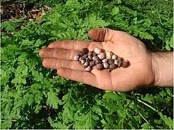Image result for Amphicarpaea africana