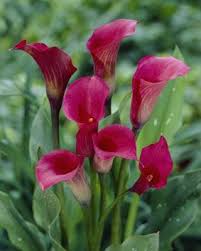 Garden Master Arum Lilies Calla Lily Bulbs Lily Bulbs Calla Lily