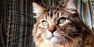 Check spelling or type a new query. Interpretasi Mimpi Apa Mimpi Kucing Itu Interpretasi Mimpi Kucing Tidur Kucing Memimpikan Kucing