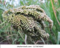 Image result for Eleusine coracana