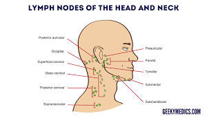 The embryonic thyroid gland or thyroid anlage travels through the duct to reach its final normal position. Neck Lump Examination Osce Guide Geeky Medics