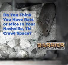 Remove asbestos, mold, rodent droppings, unsanitary soils, insulation. Have Rats Or Mice In Your Crawl Space Barrier Waterproofing Systems Crawl Space Encapsulation And Foundation Repair Services