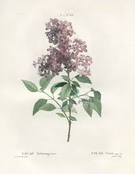 Pin By Frances Bradford On Botanical Prints Botanical Drawings Botanical Prints Botanical Illustration