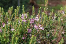 Image result for Agathisanthemum