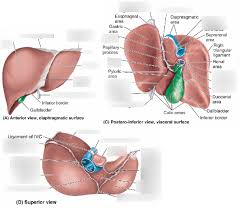 The liver has structural characteristics that are not found in any other internal organ of the human body. Liver Anatomy 3 Diagram Quizlet