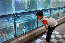 Kemudian perlu diperhatikan, kalau ikan akuarium yang dirawat dengan baik bisa hidup lebih lama. Indonesia Bidik Peluang Usaha Ikan Hias