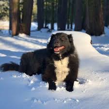 The height of an average border collie lab mix is up to 17 inches while some are known to be taller than that. 42 Border Collie Mischlingsrassen Hunde Zentrale
