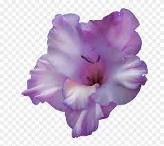 Purple Gladiolus Flower Png Png Download Gladiolus Transparent Png Download 678x668 6057065 Pngfind