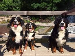 Bernese mountain dog puppies for sale near chicago, illinois, usa, page 1 (10 per page) puppyfinder.com is your source for finding an ideal bernese mountain dog puppy for sale near chicago, illinois, usa area. Bernese Mountain Dog Club Of Northeastern Illinois Home Facebook