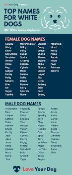 White Dog Names Over 150 Of The Best Names For Your White Pup