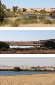 Image result for Acacia welwitschii